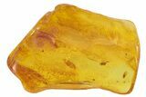 Detailed Fossil Beetle (Coleoptera) in Baltic Amber #234502-2